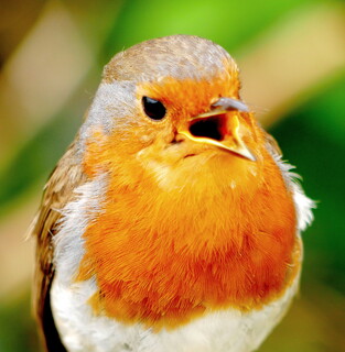Robin