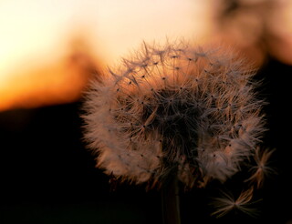 Dandelion clock at sunset