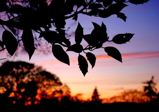 Silhouetted holly at sunset