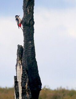 Great spotted woodpecker on burnt tree