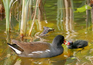 Moorhen feeding chick
