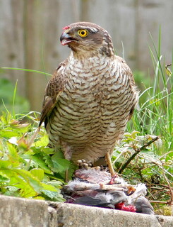 Sparrowhawk and dinner