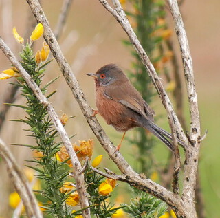 Dartford warbler