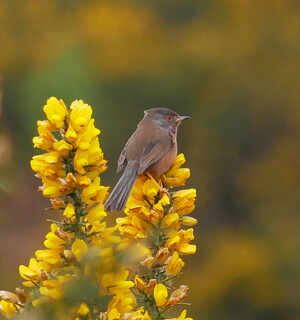 Dartford warbler on flowering gorse