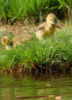 Canada goslings
