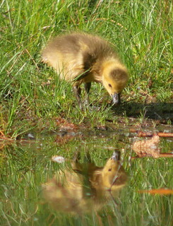 Canada gosling checking its reflection