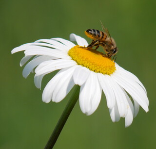 Bee on ox-eye daisy