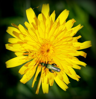 Beetle on hawkweed