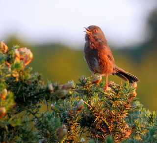Golden hour Dartford warbler