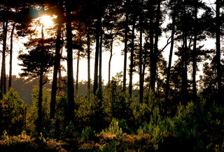 Golden hour sun through the trees