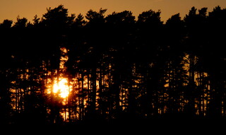 Sunset through the trees