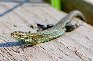 Lizard on the boarwalk