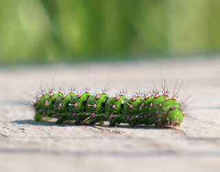 Emperor moth caterpillar on the boardwalk