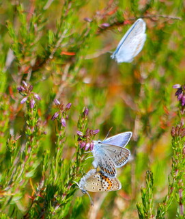 Silver-studded blue butterflies mating