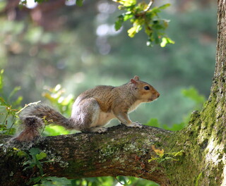 Grey squirrel