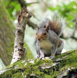 Grey squirrel