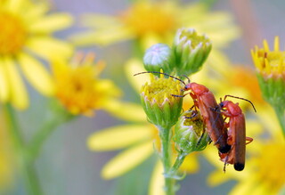 Hogweed bonking beetles