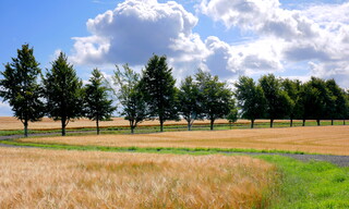 Barley field and line of trees