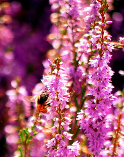Bee on heather