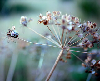 Tiny snail on dried hogweed