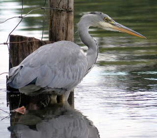 Heron poised for the catch