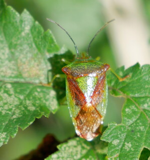 Hawthorn shield bug