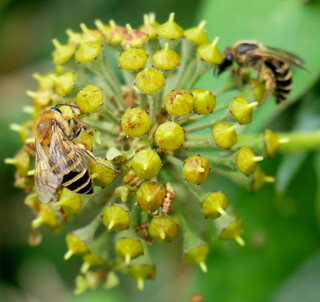 Ivy bees hard at work