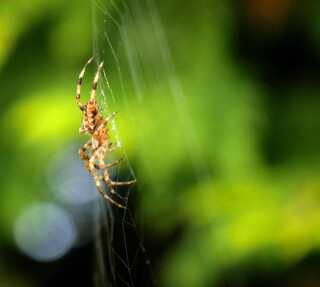 Spider on web