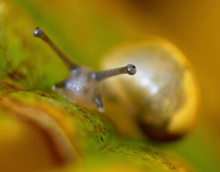 Snail on leaf