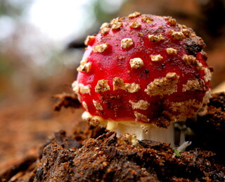 Fly agaric