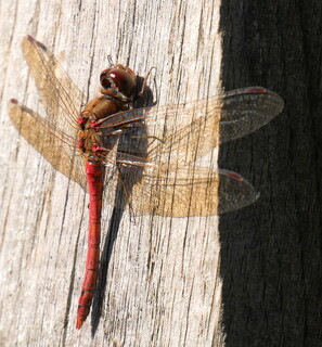 Common darter dragonfly on a post