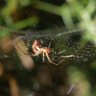 Spider waiting for lunch