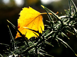 Birch leaf on gorse