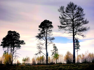 Moody heathland trees