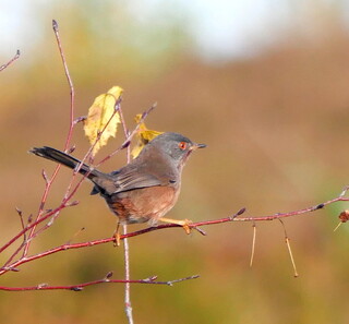 Autumn Dartford warbler