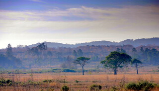 Thursley landscape