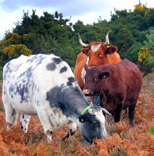 Cattle on the camp