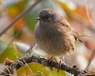 Dunnock