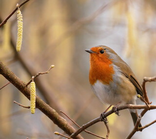 Robin
