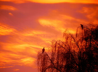 Red sky in the morning, pigeons' warning