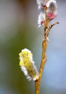 Willow catkins