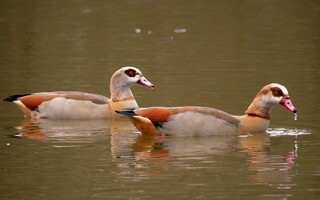 Egyptian geese