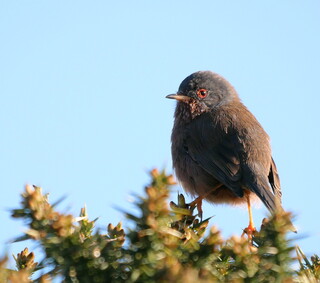 Dartford warbler