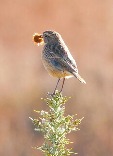 Stonechat with nest material