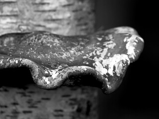Bracket fungus on silver birch