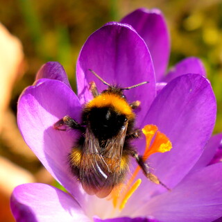 Bumblebee on crocus