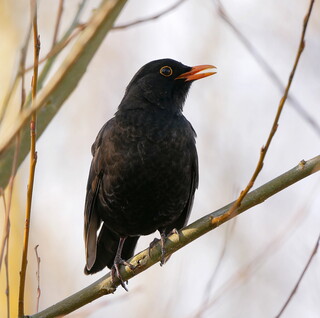 Blackbird
