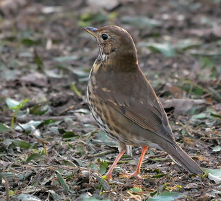 Song thrush