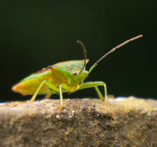 Shield bug