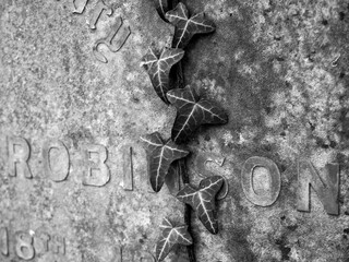 Ivy on grave